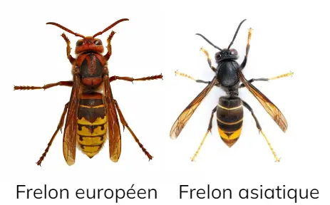 Illustration d'un frelon européen à côté d'un frelon asiatique pour identifier facilement leurs différences