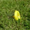Piège à frelon OkyBee jaune posé dans l'herbe verte