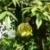 Piège OkyBee suspendu à un rosier avec des fleurs jaunes