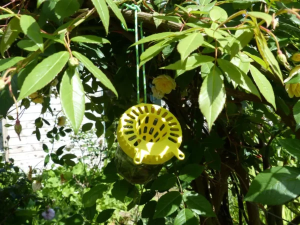 Piège OkyBee suspendu à un rosier avec des fleurs jaunes