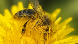 Abeille couverte de pollen, butinant une fleur de pissenlit.