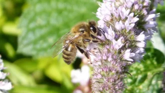 Une abeille domestique butine une plante à fleurs roses.