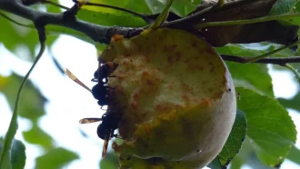 Deux frelons asiatiques dévorent une pomme déjà à moitié mangée. D'où l'importance de placer le bon nombre de pièges.